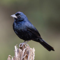 Ruby-crowned Tanager